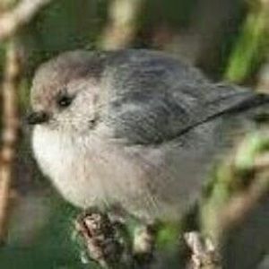 Meet your Posher, Chi